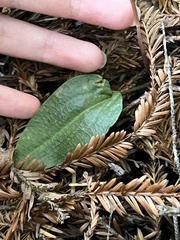 Calypso bulbosa occidentalis