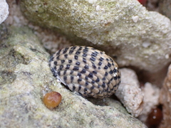 Nerita tessellata