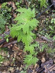Selaginella willdenowii