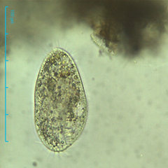Hypotrichia