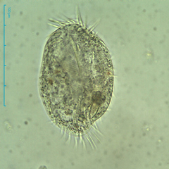 Hypotrichia