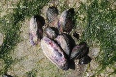 Perumytilus purpuratus