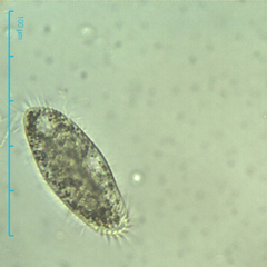 Hypotrichia
