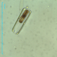 Bacillariophyceae