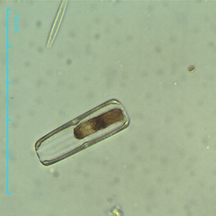 Bacillariophyceae