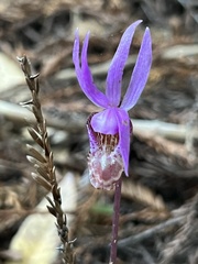 Calypso bulbosa occidentalis
