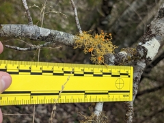 Teloschistes exilis