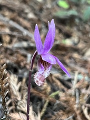 Calypso bulbosa occidentalis