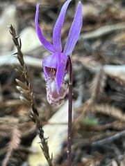Calypso bulbosa occidentalis
