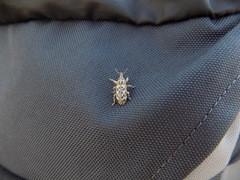 Cyphocleonus dealbatus