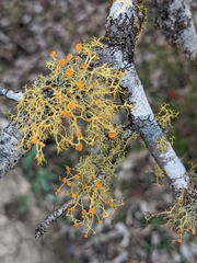 Teloschistes exilis