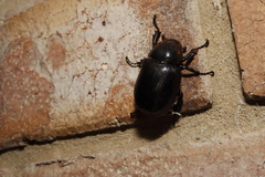 Xylotrupes australicus