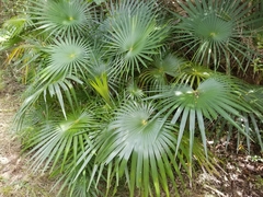 Coccothrinax alta
