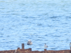 Leucophaeus atricilla