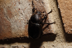 Xylotrupes australicus