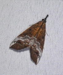 Hypena lactiferalis