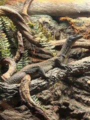 Varanus indicus