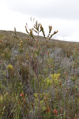 Thesium euphorbioides