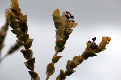 Thesium euphorbioides