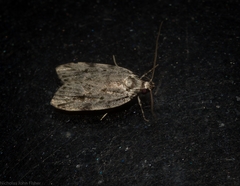 Barea nymphica