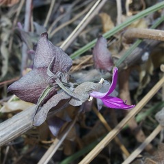 Dicliptera resupinata