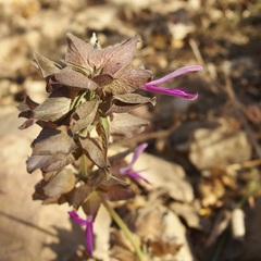 Dicliptera resupinata