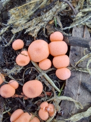 Lycogala
