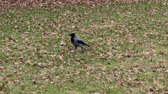 Corvus cornix