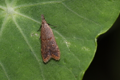 Dichomeris punctidiscellus