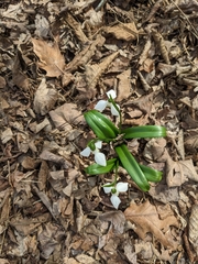 Galanthus woronowii