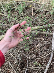 Corokia cotoneaster