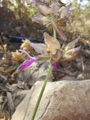 Dicliptera resupinata