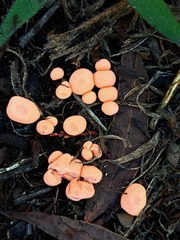 Lycogala