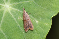 Dichomeris punctidiscellus