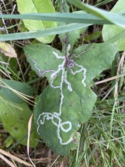 Phytomyza syngenesiae