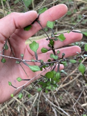 Corokia cotoneaster