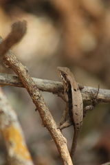 Sceloporus siniferus
