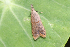 Dichomeris punctidiscellus
