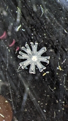 Scyphozoa