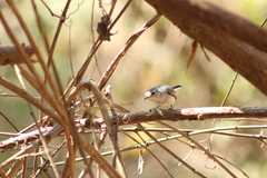 Polioptila albiloris