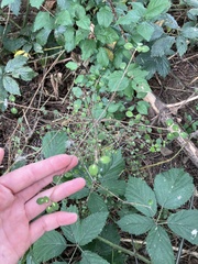 Coprosma crassifolia