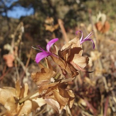 Dicliptera resupinata