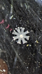 Scyphozoa