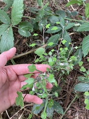 Corokia cotoneaster