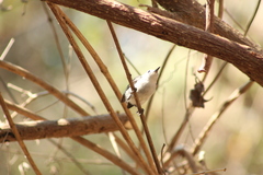 Polioptila albiloris
