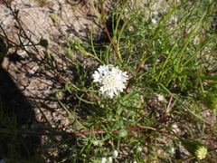 Chaenactis fremontii