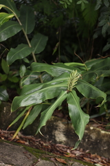 Hedychium