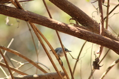 Polioptila albiloris