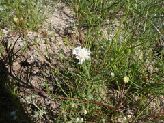 Chaenactis fremontii