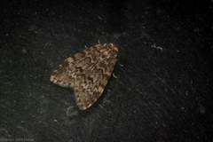 Scaphidriotis xylogramma